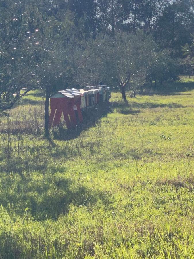 Agriturismo Le Biricoccole Vada Luaran gambar